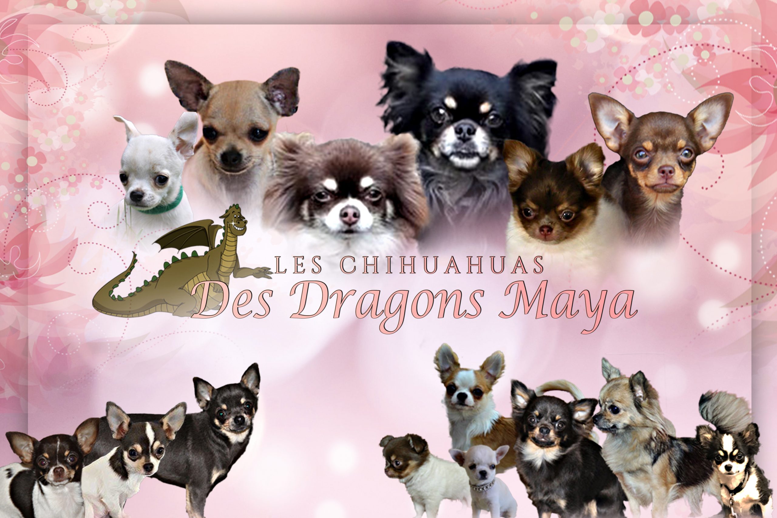 (c) Chihuahua-des-dragons-maya.com